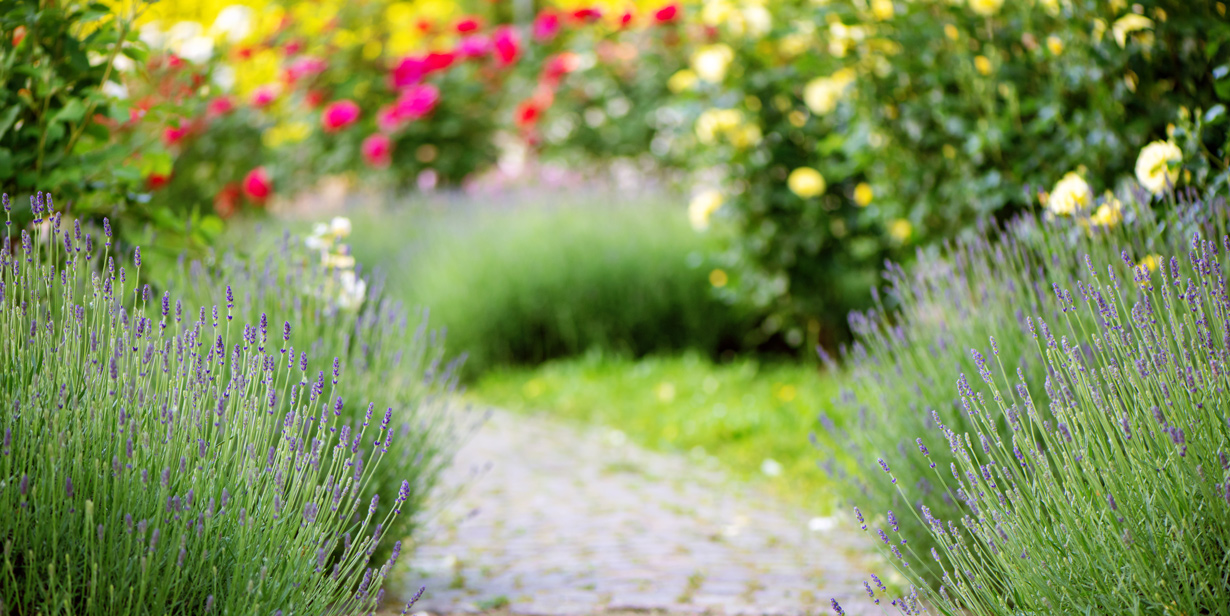 Colorful garden with flowers and path